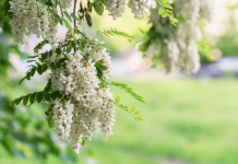 Surmonter les Défis des Différences d’Opinions Politiques : Vers une Coexistence Respectueuse