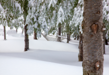 Surmonter les Divergences dans les Préférences pour les Types de Vacances à Thème
