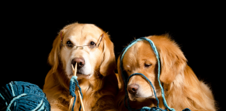 Renforcer les Liens par des Loisirs Communs