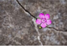 Renforcer la résilience émotionnelle dans les relations