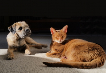 Cultiver la Patience et la Tolérance: Un Chemin vers l’Harmonie