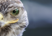 La Pleine Conscience dans un Monde Distrait : Un Chemin Vers la Connexion Authentique