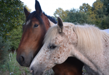 Fortifiez Votre Complicité : Des Aventures de Croissance Spirituelle pour Une Connexion Profonde