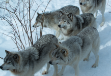 Trouver l’Équilibre entre l’Indépendance et l’Interdépendance