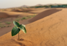 Renforcer les Liens du Couple à Travers les Épreuves : Une Perspective Juive