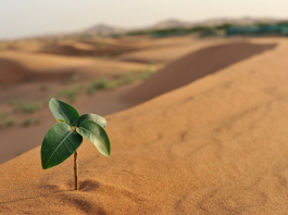 Renforcer les Liens du Couple à Travers les Épreuves : Une Perspective Juive