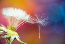 Cultiver un Climat de Compassion et de Bienveillance dans Nos Vies