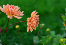 La Voie de la Patience et de la Tolérance : Un Art au Cœur des Relations