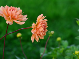 La Voie de la Patience et de la Tolérance : Un Art au Cœur des Relations