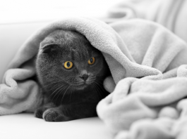 Les animaux de compagnie : nos alliés sur le chemin de la guérison