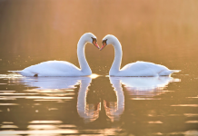 Tisser des Liens Indéfectibles: L’Art des Rituels et Traditions en Famille