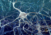 Nourrir votre cerveau pour une récupération cognitive optimale