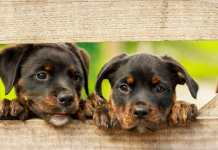 Harmonie domestique : Coordonner vie de couple et vie avec nos animaux