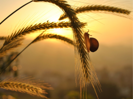 Le Développement de la Patience dans la Relation – Une Vertu Essentielle