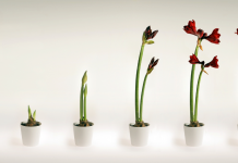 L’évolution des rôles dans le couple