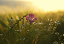 Harmoniser les Chemins de Vie: Un Défi de Couple
