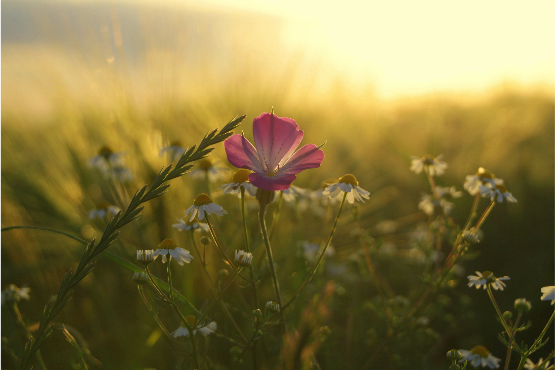 Harmoniser les Chemins de Vie: Un Défi de Couple