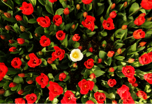 Pratiquer l’Art de la Reconnaissance et de l’Appréciation des Différences