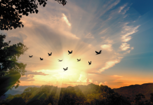 Renaître de ses cendres : Un chemin de rédemption après l’addiction