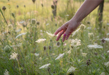 Raviver la Flamme : Stratégies Juives pour Renouer avec l’Intérêt Mutuel