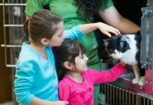 Les Enjeux de l’Adoption d’Animaux de Compagnie