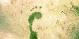 Gestion des Différences de Priorités Environnementales : Un Équilibre Écologique Inspiré par les Valeurs Spirituelles Juives