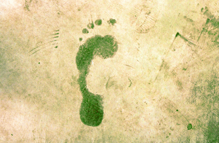 Gestion des Différences de Priorités Environnementales : Un Équilibre Écologique Inspiré par les Valeurs Spirituelles Juives