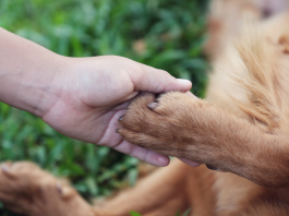 La gestion des attentes concernant les soins aux animaux domestiques