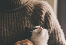 Compagnons de vie : Gérer les soins des animaux dans la vie de couple