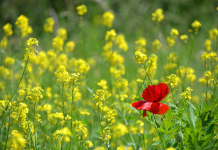 La Gestion des Différences dans les Priorités de Vie : Trouver l’Harmonie