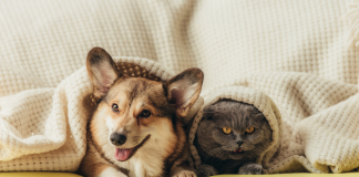 Les Enjeux de la Divergence des Préférences pour les Animaux de Compagnie