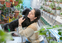 Les Préférences pour les Animaux Domestiques