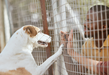 Les enjeux de la divergence des attitudes envers l’adoption d’animaux