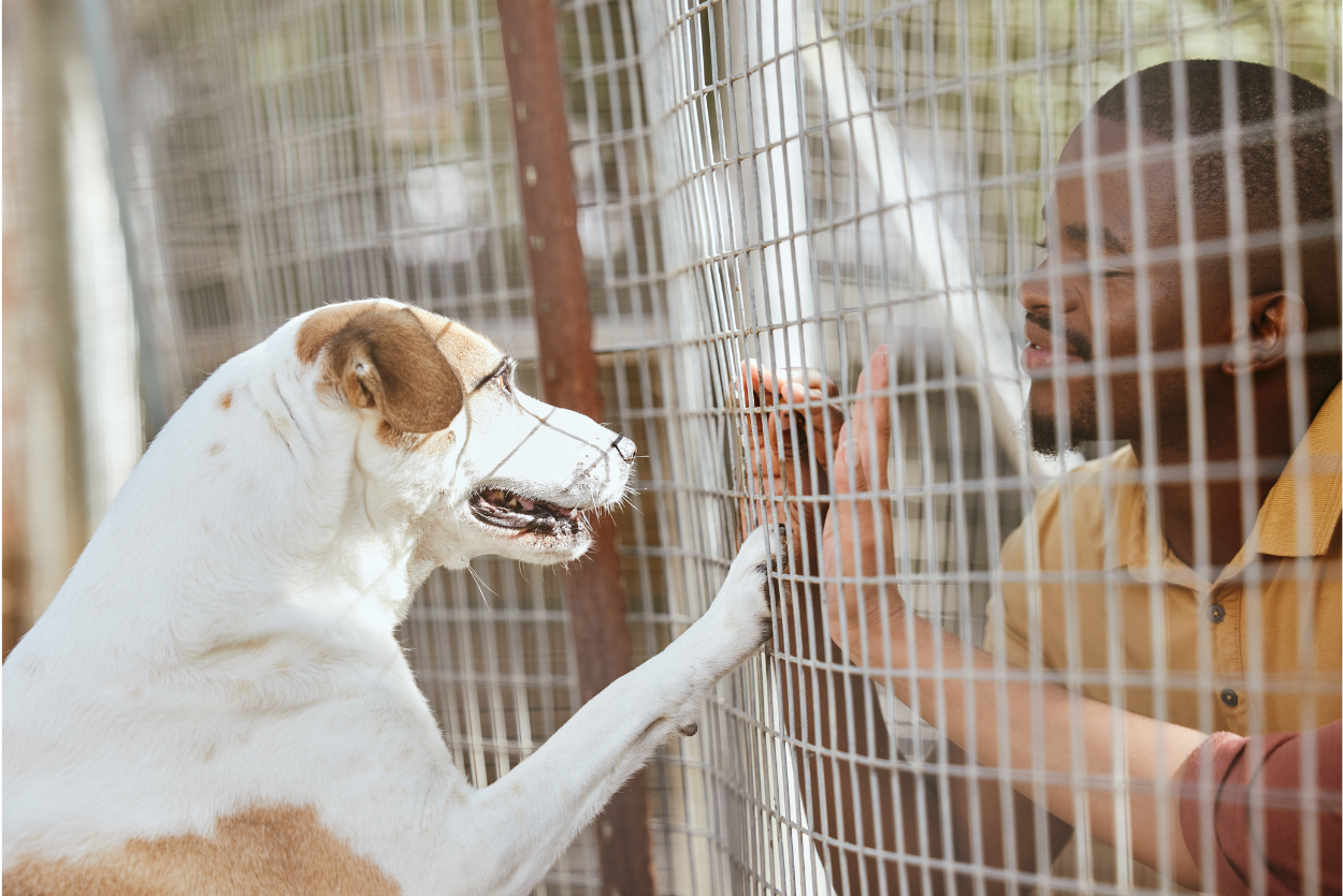 Les enjeux de la divergence des attitudes envers l’adoption d’animaux