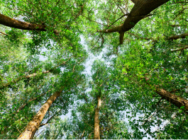 Renouer avec la nature pour nourrir son âme
