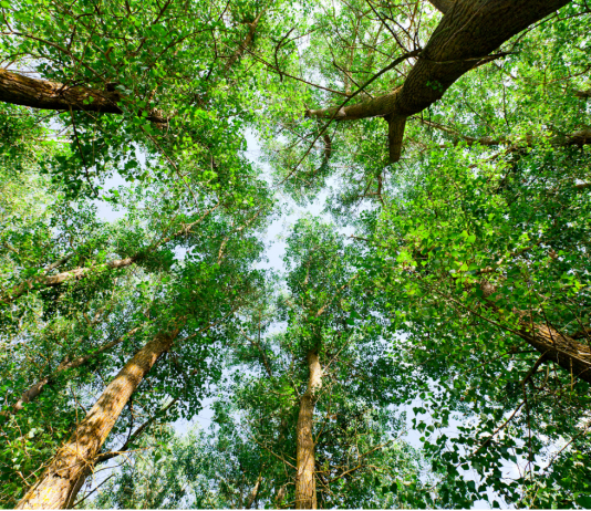 Renouer avec la nature pour nourrir son âme