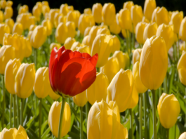 Surmonter les différences culturelles dans le couple