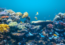 Éducation à la biologie marine