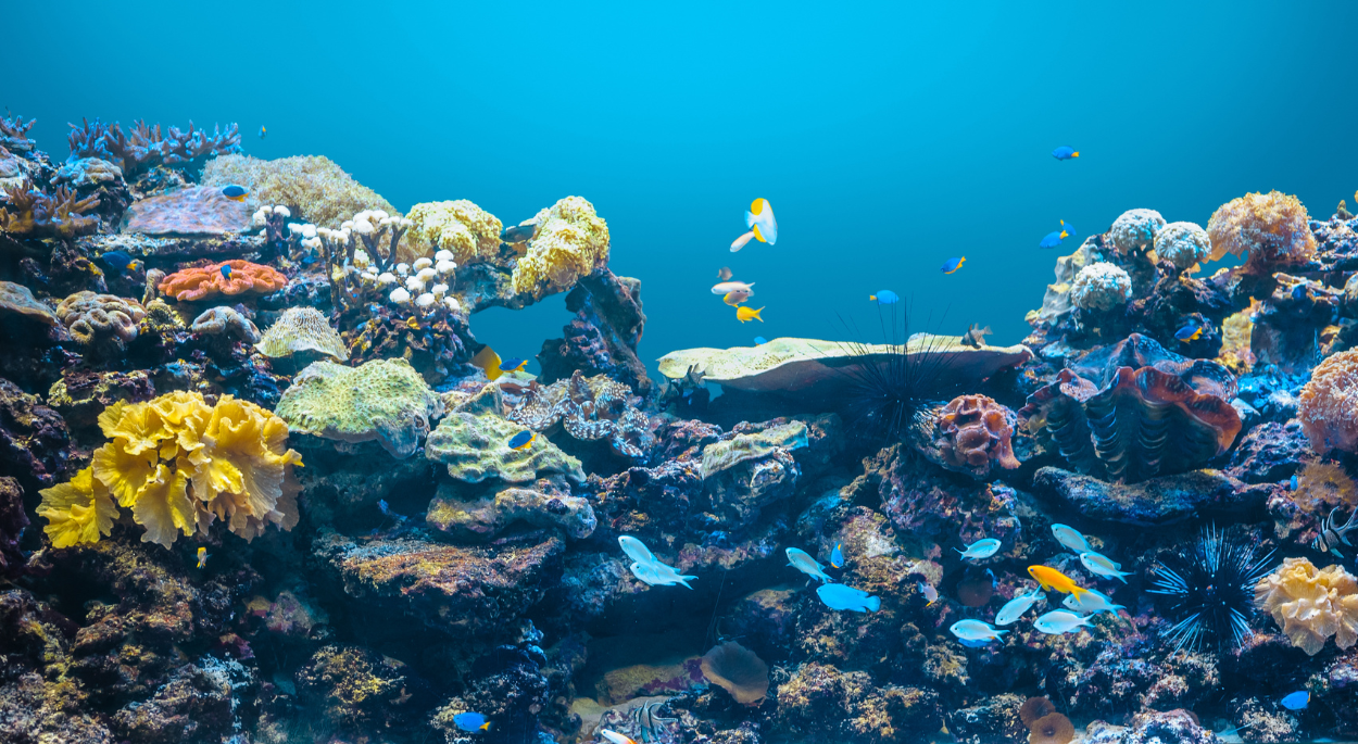 Éducation à la biologie marine