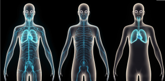 Éducation à la physiologie humaine