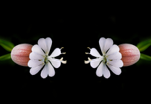 La gestion des conflits de valeurs personnelles