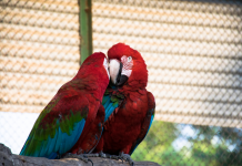 Intimité émotionnelle