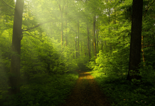 L’adolescence et l’importance de la nature dans la tradition juive