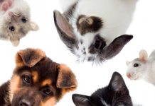 Examiner les droits et la moralité des animaux sous l’angle juif.PODCAST