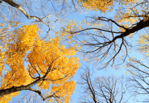 Traverser les Transitions de la Vie en Renforçant les Liens du Couple PODCAST