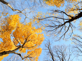 Traverser les Transitions de la Vie en Renforçant les Liens du Couple PODCAST