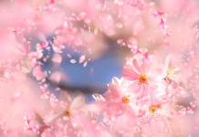 Unir les Rêves : Créer une Liste de Souhaits Commune PODCAST