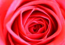 Éveiller la Flamme : Stratégies pour Maintenir la Passion des Premiers Jours PODCAST