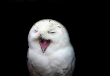 La Joie Partagée : Redécouvrir le Rire et la Légèreté dans nos Relations PODCAST