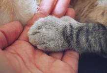 Examiner les droits et la moralité des animaux sous l’angle juif.PODCAST